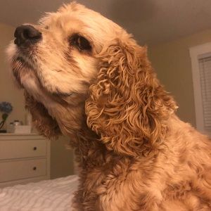 Meet your Posher, Paula